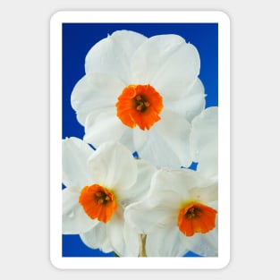 Narcissus  'Geranium'  AGM  Daffodil  Div. 8 Tazetta Sticker